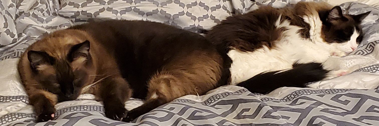 Robin 🏳️‍🌈 Simba 🐈 Nala 🐈 banner