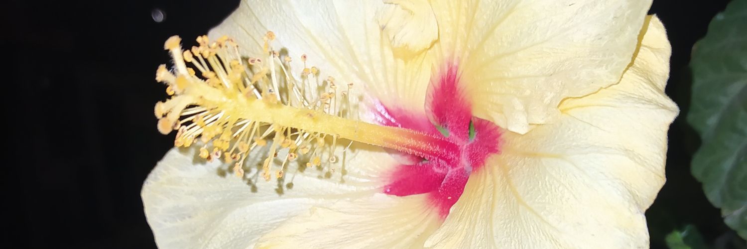 camilo18011's profile banner image
