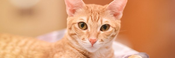 _ANNABELL_ Profile Banner