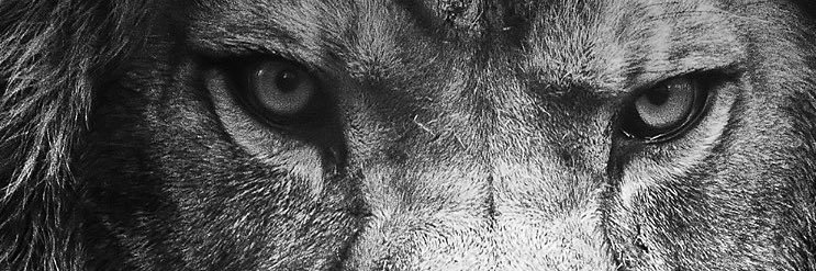 nevil_chheda's profile banner image