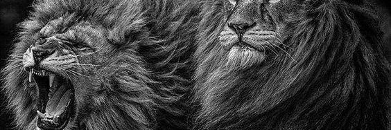Jay banner