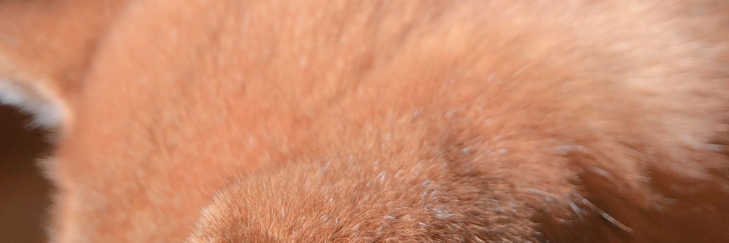 piiiko8's profile banner image