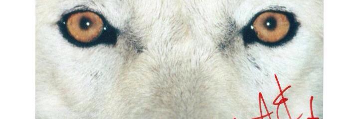 eveorea's profile banner image