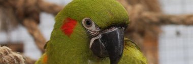ParrotLady's profile banner image