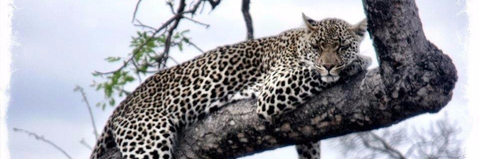 Jacky_Humphries's profile banner image