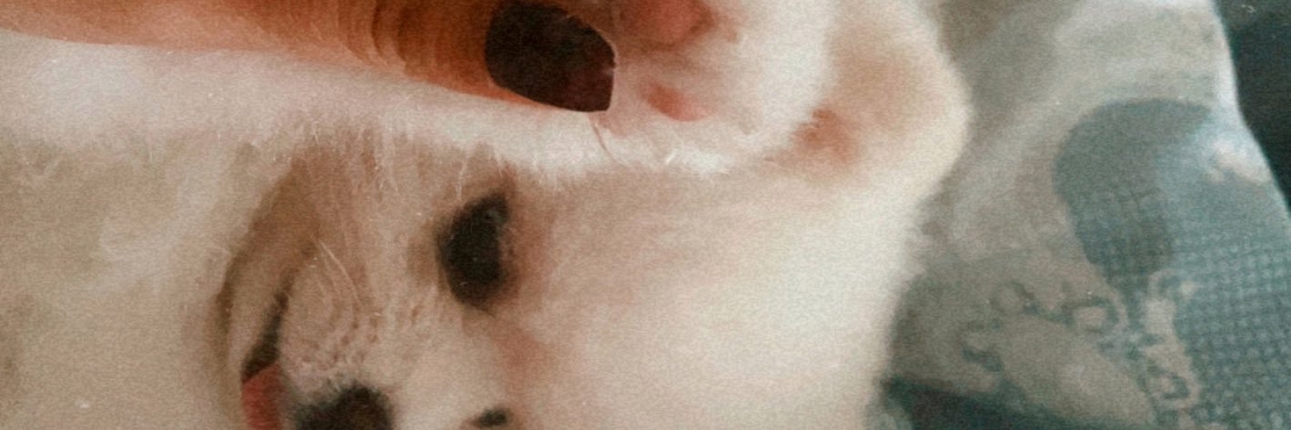dillorry's profile banner image