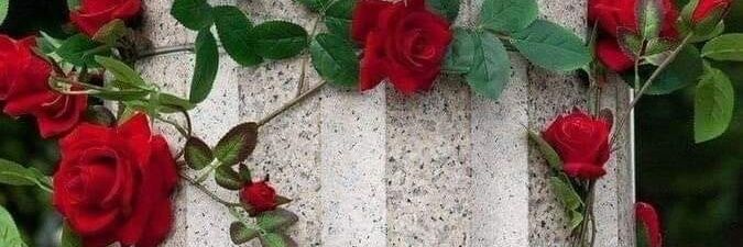 shereenkaram99's profile banner image