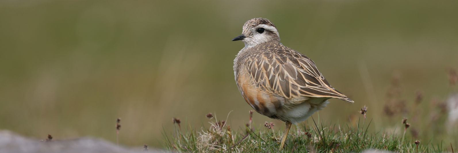 Frank & Polly banner