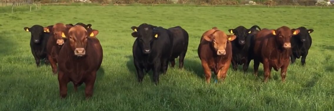 Harri Parri🏴󠁧󠁢󠁷󠁬󠁳󠁿 banner