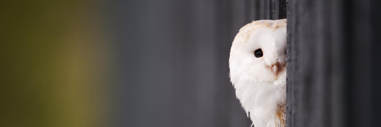 Al0ne4Ever0's profile banner image