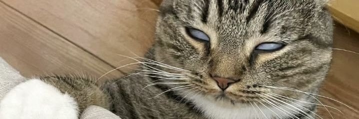 zoupi's profile banner image