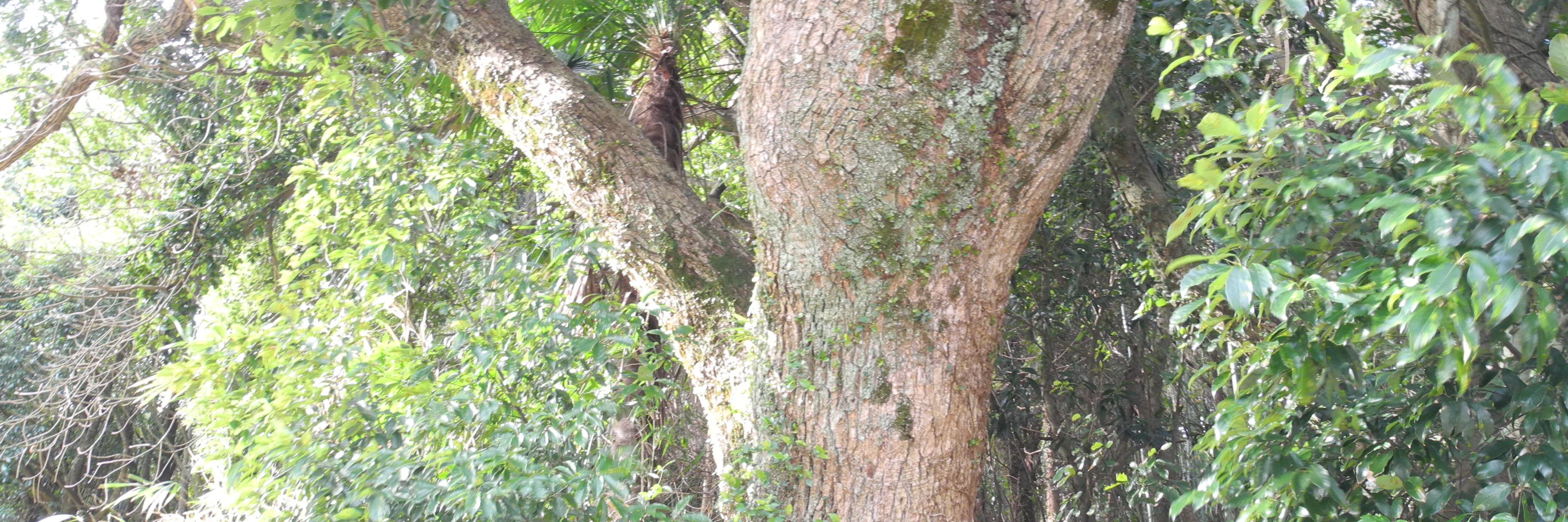 えつころ banner