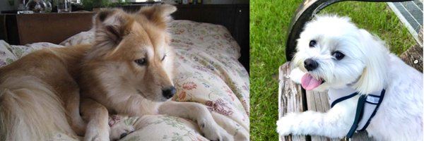 happymokosuke Profile Banner