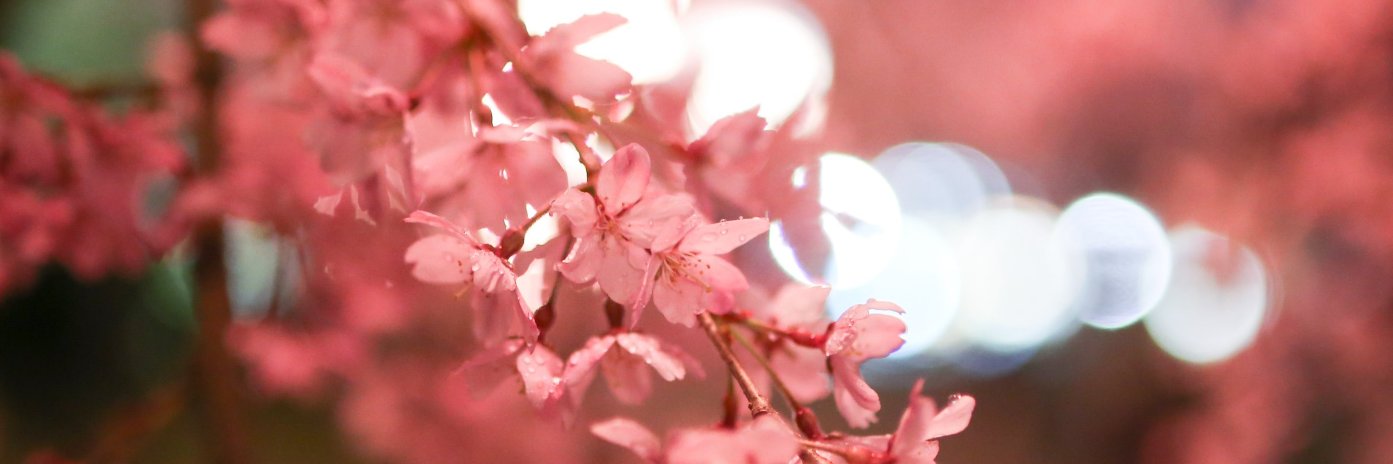 kuma_aura's profile banner image