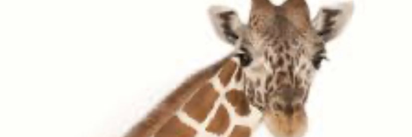 shane banner