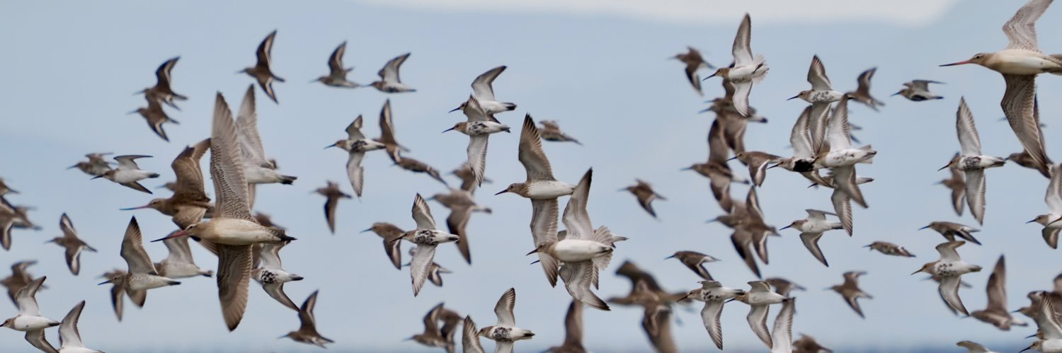 沙東すず 昆虫大学2026/11/21-22 banner