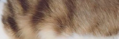 とら banner