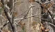 Noah Carter banner