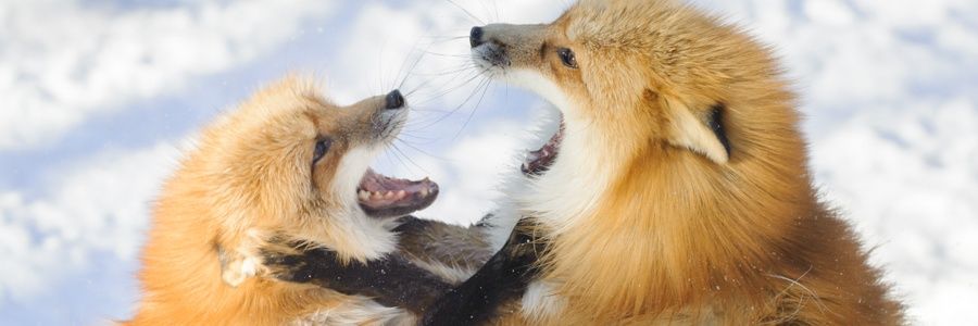 Morph_FOX's profile banner image