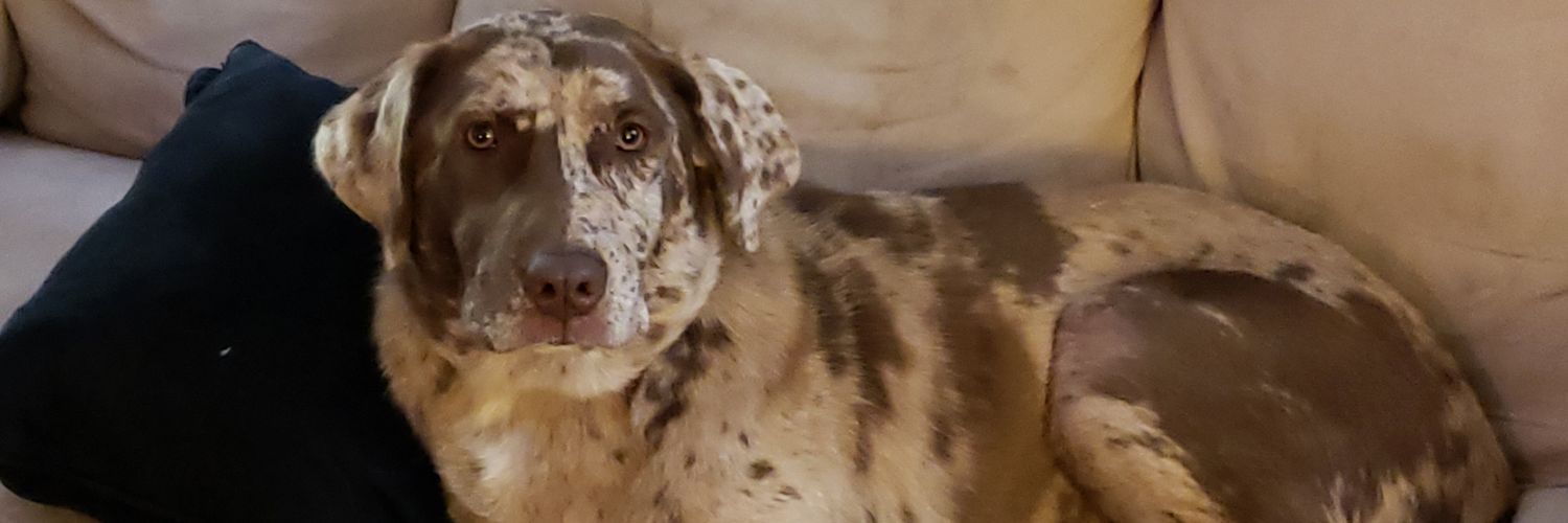 austrip7's profile banner image