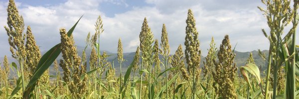 cwae_aaea Profile Banner