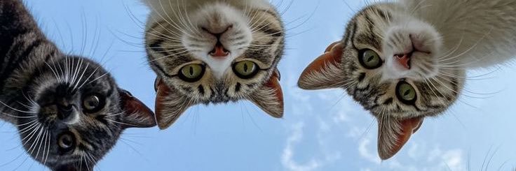lilskysu's profile banner image