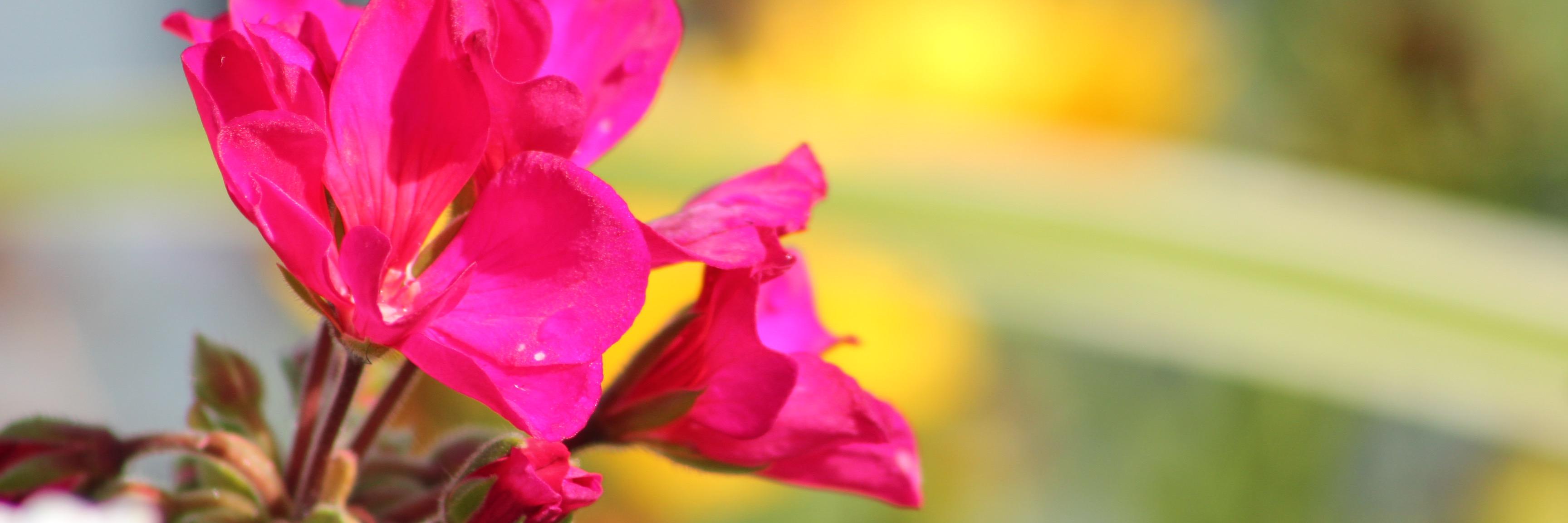 lashaunyates's profile banner image