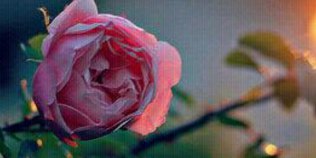 kholodAlbelady's profile banner image