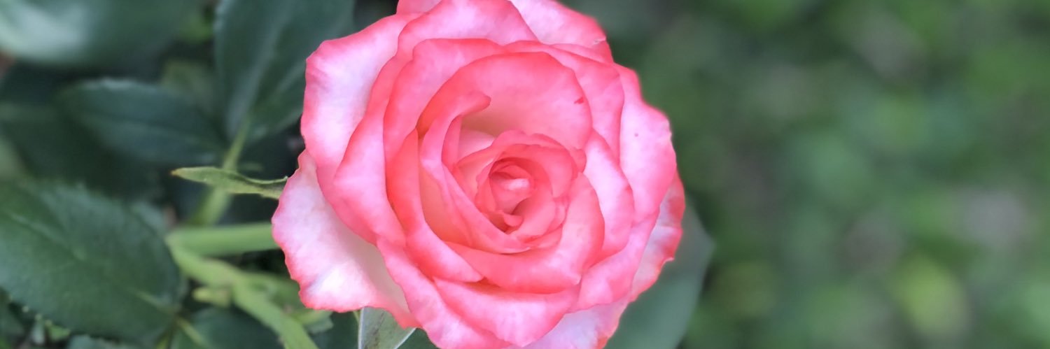 AliceBusatto's profile banner image