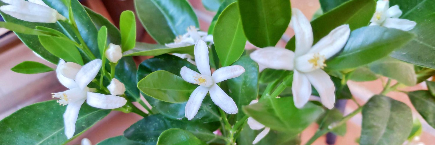 Mercedes R. Martín banner