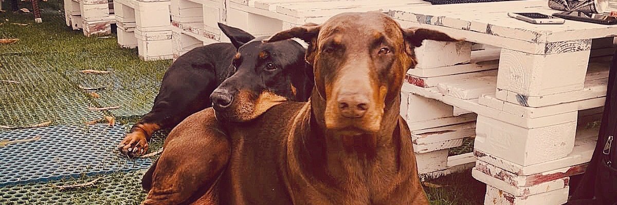 aitor_doberman's profile banner image