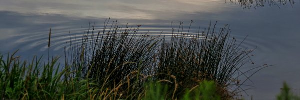 trip_foster Profile Banner