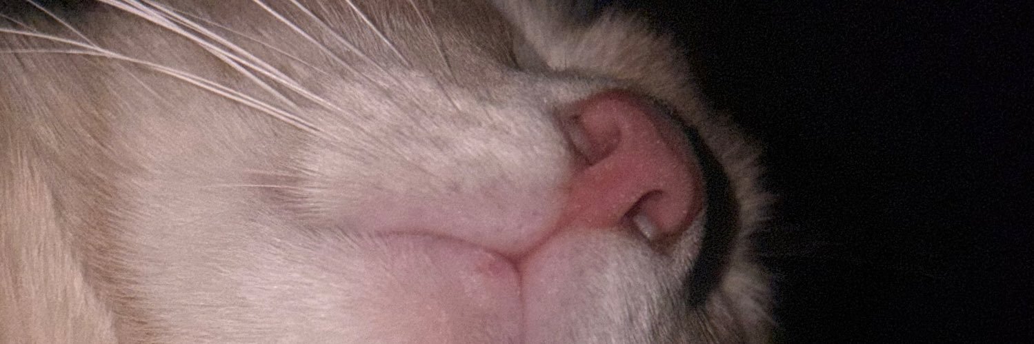 FatimaMonCg's profile banner image
