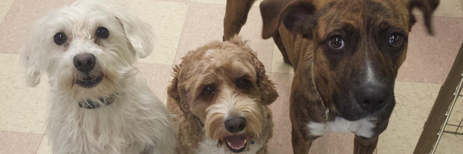 BarkBarkClub's profile banner image