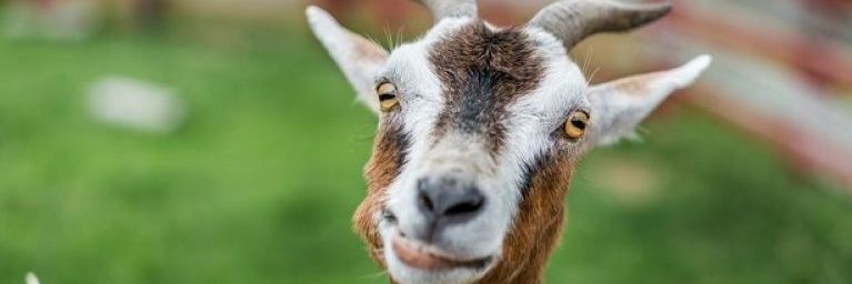 nsfwfantasy's profile banner image
