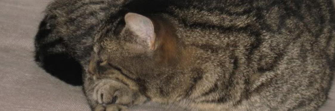 Tueffel_Keks's profile banner image