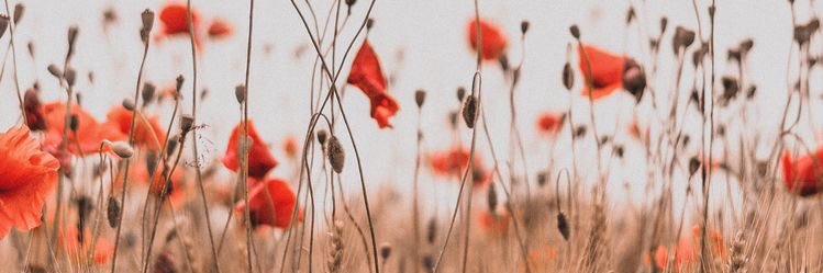 aaysnrisk's profile banner image