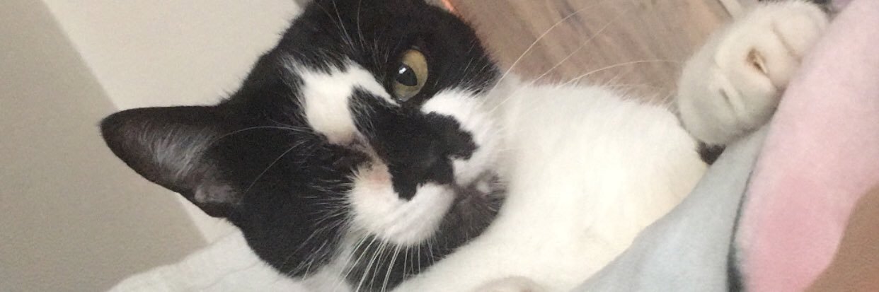 pisikolikk's profile banner image