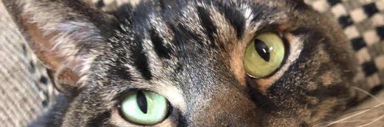 MyrothTaylor's profile banner image