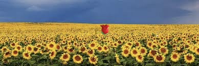 ContinuityRES-CEO banner