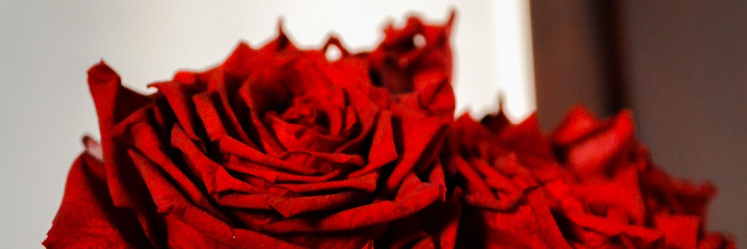 aanele_'s profile banner image