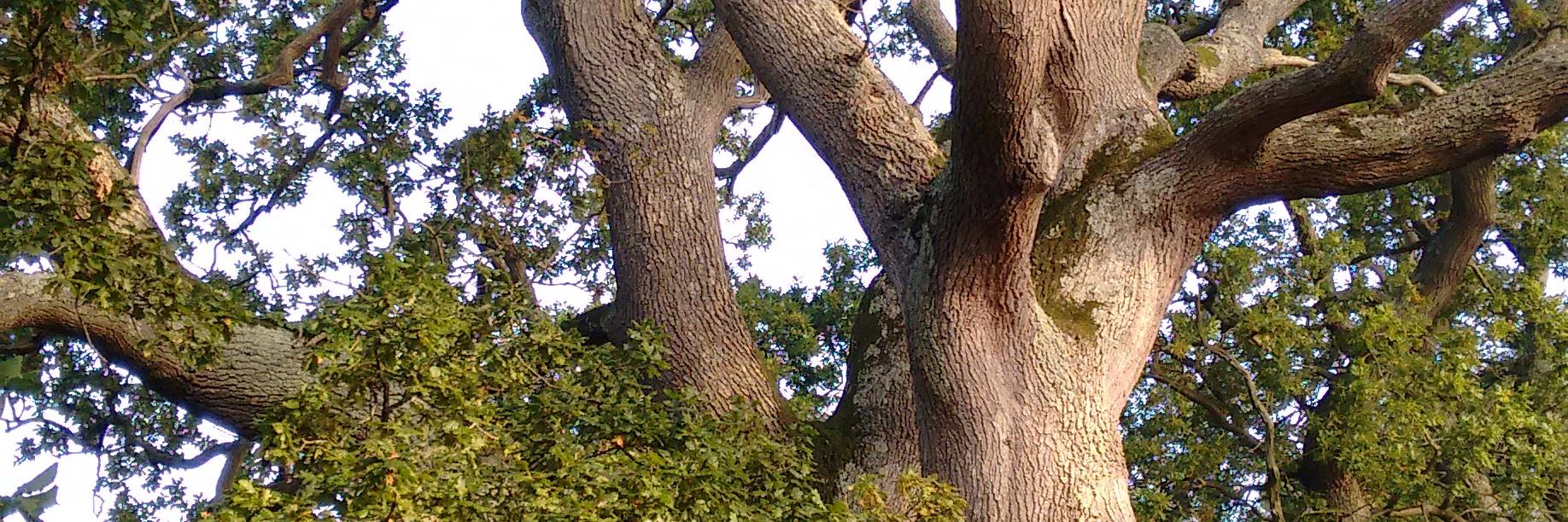 Martin Gallimore banner