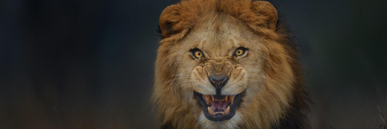 Brandon__Dyson's profile banner image