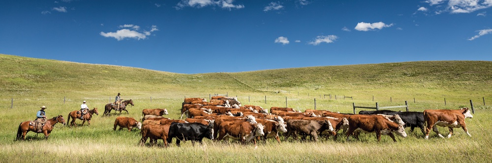 Pro1stAmendment+ 🙏 ✝️ 💙 🇺🇸🩸🗡 banner