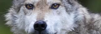 crazyrunR24's profile banner image