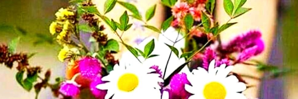 carlafernandabr's profile banner image