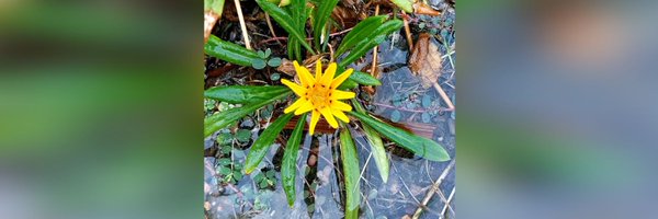 Nawalaly4 Profile Banner