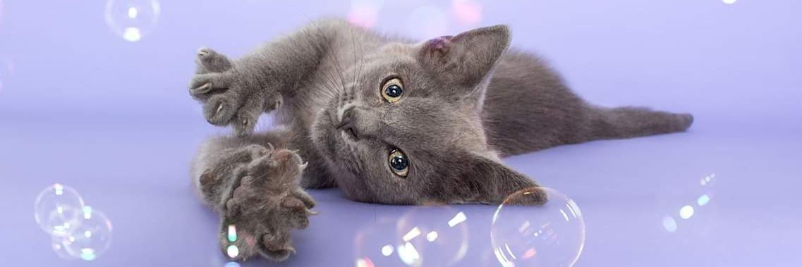 Animal Ark Rescue banner