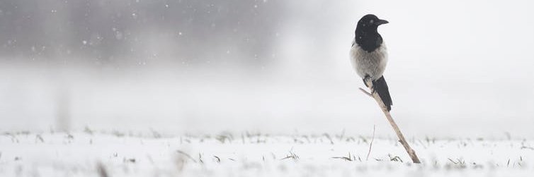 MagpieMirrorTest banner