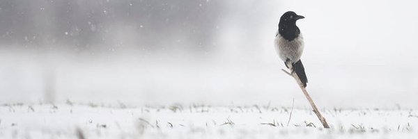 Magpie_Mirror Profile Banner